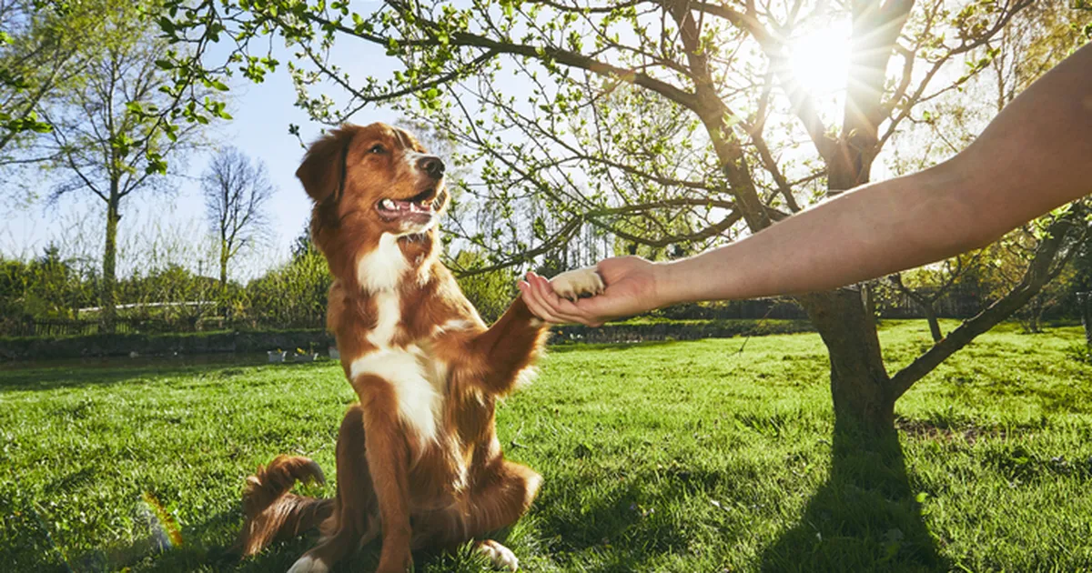 dog training in The Heights At Stone Oak