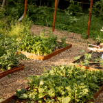 Watering Strategies: Techniques for Proper Plant Hydration