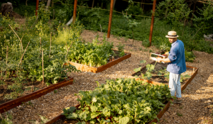 Watering Strategies: Techniques for Proper Plant Hydration