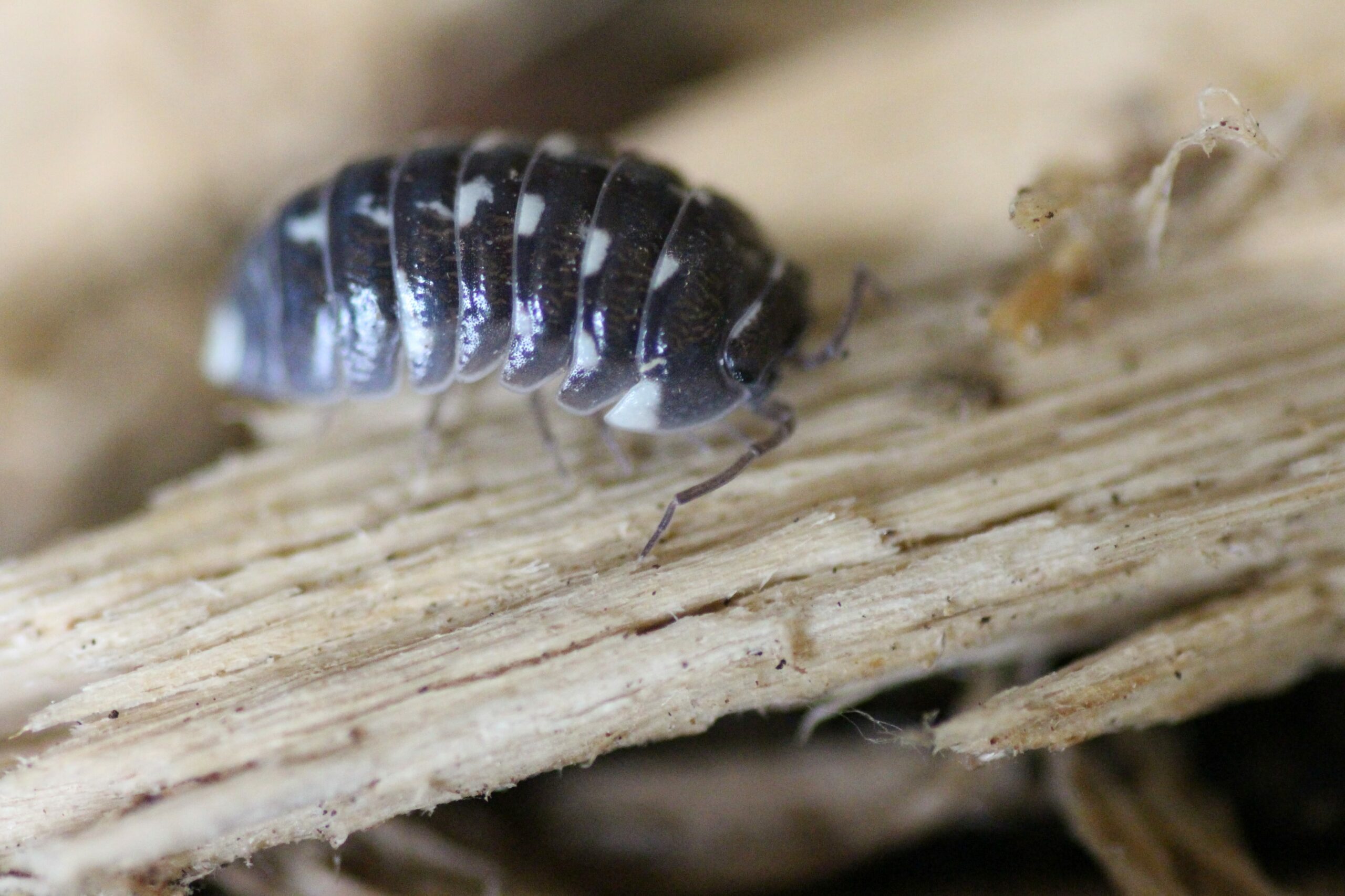 rubber ducky isopods