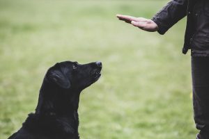 About Dog Training Professional Schools in Stone Oak