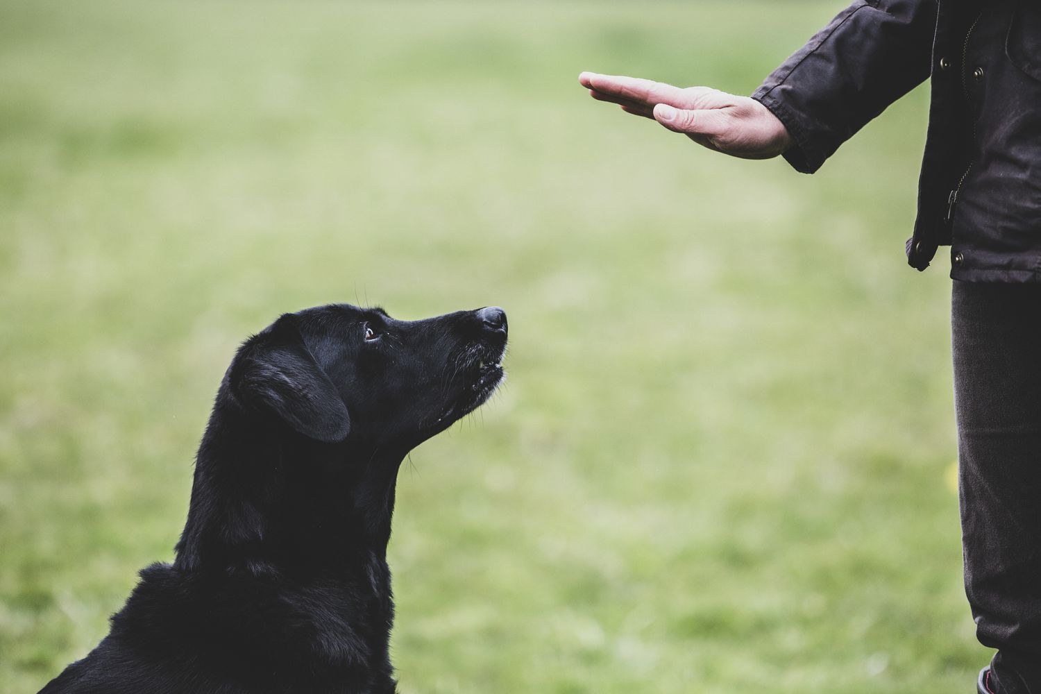 About Dog Training Professional Schools in Stone Oak